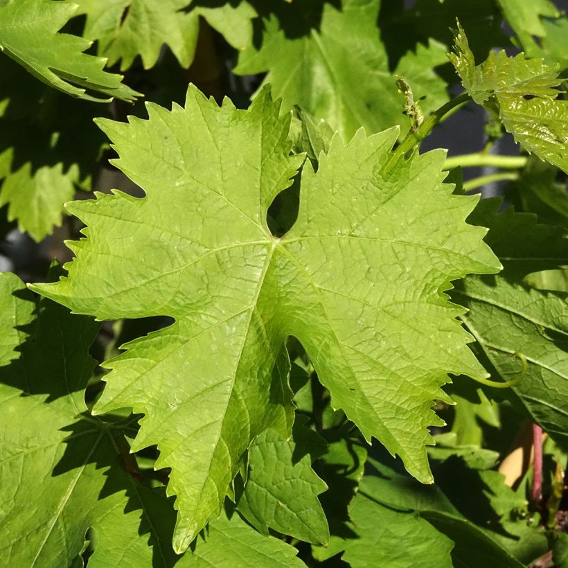 Vigne sans pépin Apirena bianca (Foliage)