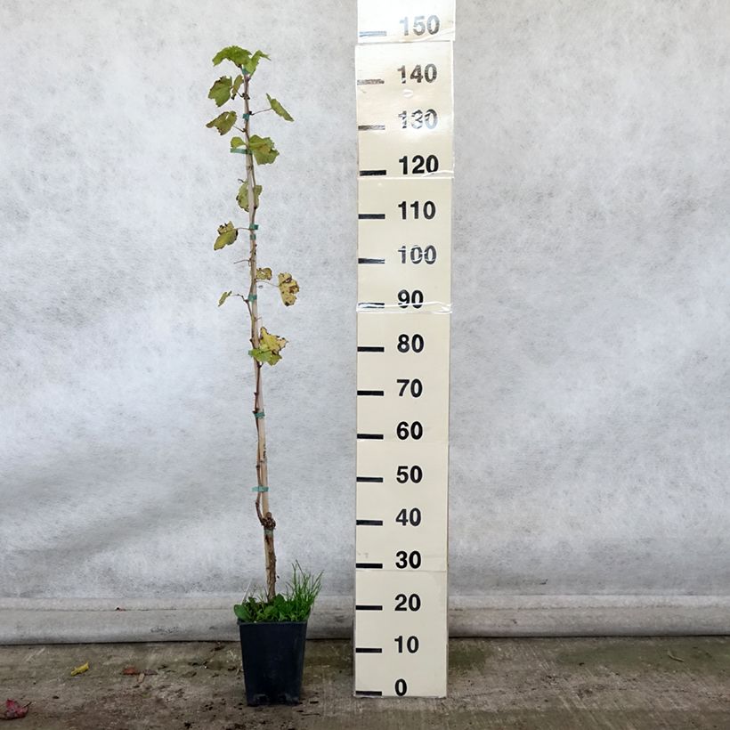 Example of Vigne sans pépin Sultanica bianca - Sultanine Pot de 1,5L/2L as you get in automne