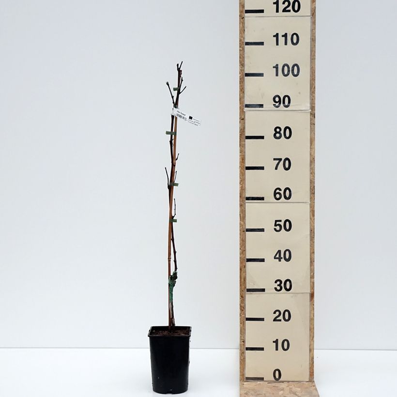 Example of Vigne Solara - Vitis vinifera Pot de 2L/3L as you get in hiver