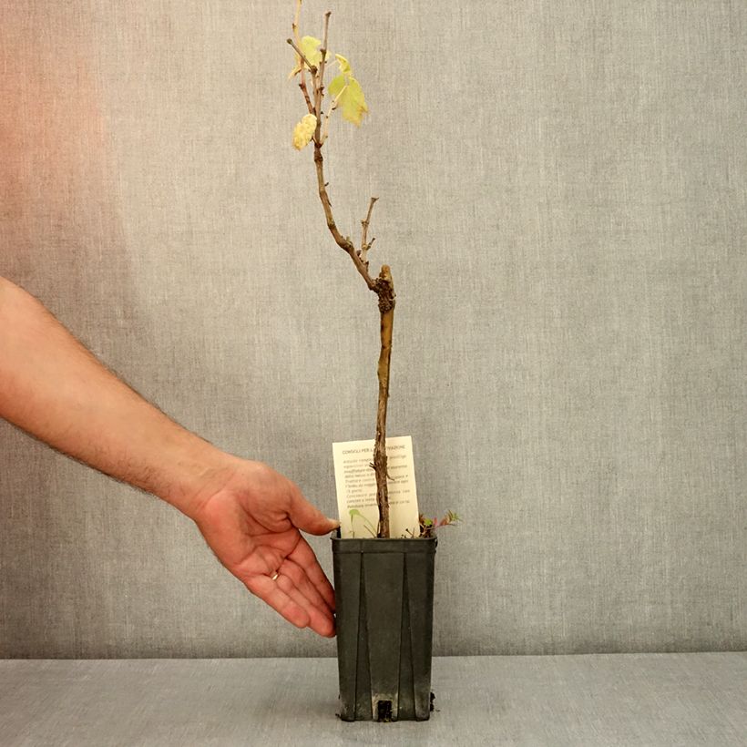 Example of Vigne Timorasso - Vitis vinifera Pot de 1,5L/2L as you get in ete