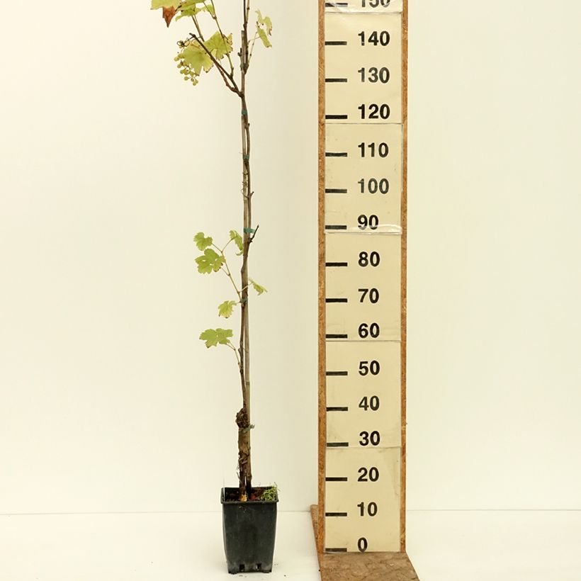 Example of Vigne Verdea blanche - Vitis vinifera Pot de 1,5L/2L as you get in ete