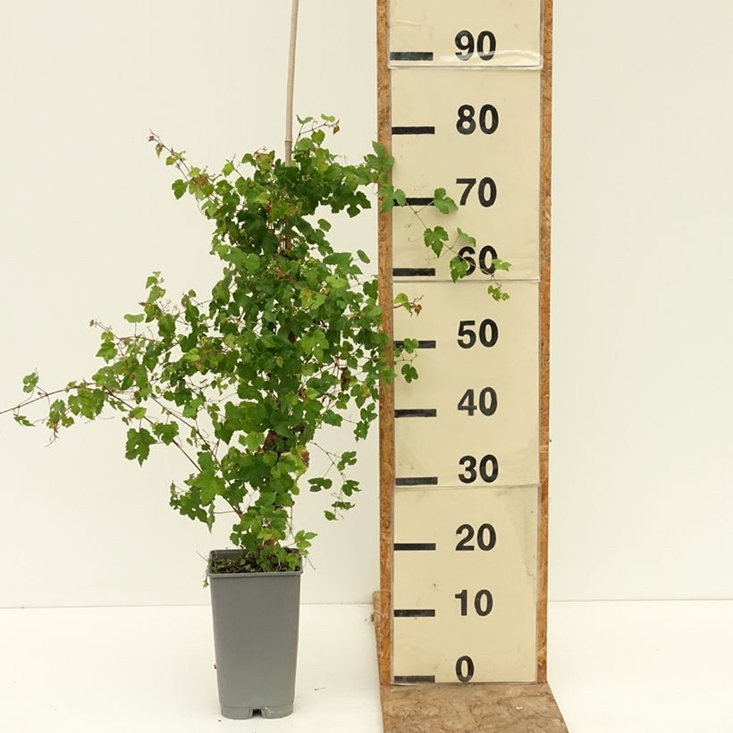 Example of Vigne vierge - Ampelopsis brevipedunculata Elegans Pot de 1,5L/2L as you get in ete