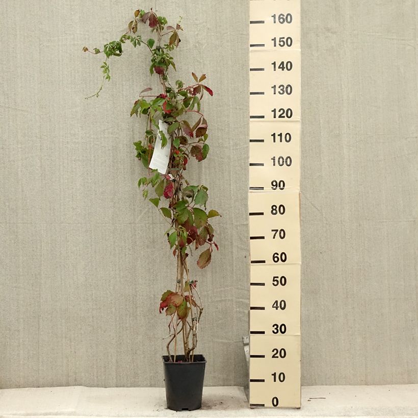 Example of Vigne vierge commune - Parthenocissus viteacea (inserta) Pot de 4L/5L as you get in ete