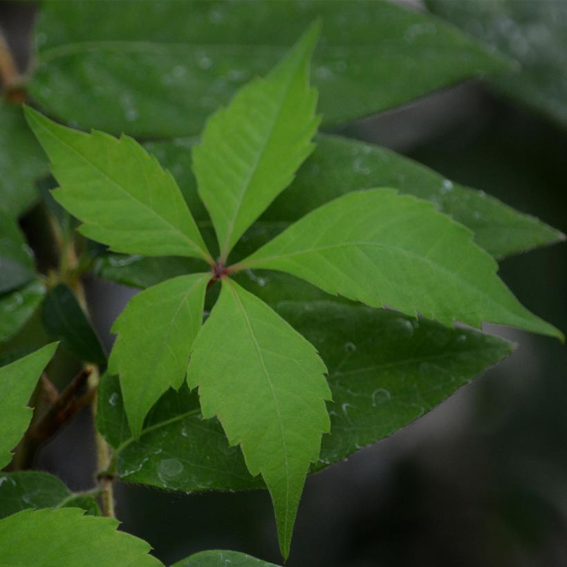 Vigne vierge - Parthenocissus quinquefolia Engelmannii (Foliage)