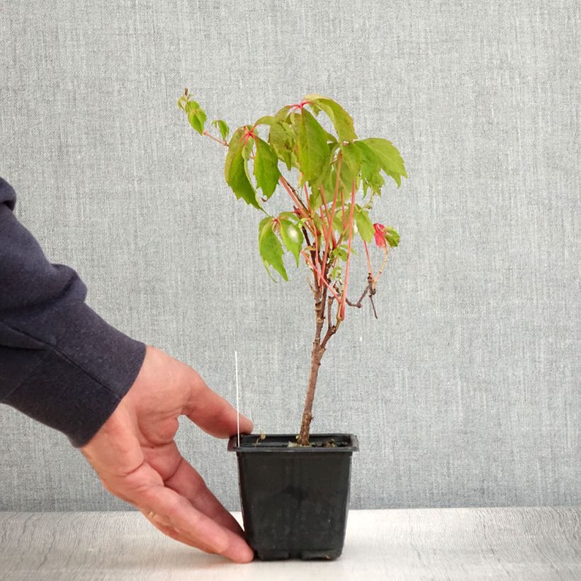 Example of Vigne vierge - Parthenocissus quinquefolia Engelmannii Godet de 8/9 cm as you get in ete