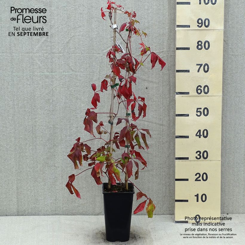 Example of Vigne vierge - Parthenocissus quinquefolia Murorum Pot de 1,5L/2L as you get in ete