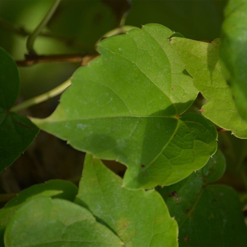Vigne vierge - Parthenocissus tricuspidata Fenway Park (Foliage)