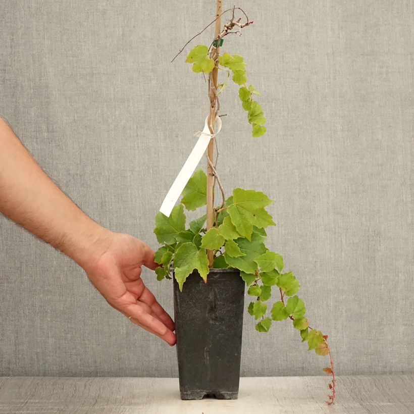 Example of Vigne vierge - Parthenocissus tricuspidata Veitchii Robusta Pot de 1,5L/2L as you get in ete