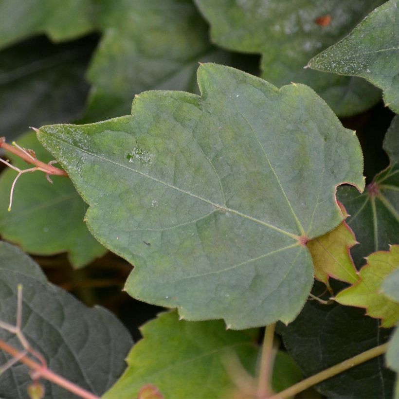 Vigne vierge - Parthenocissus tricuspidata Veitchii (Foliage)