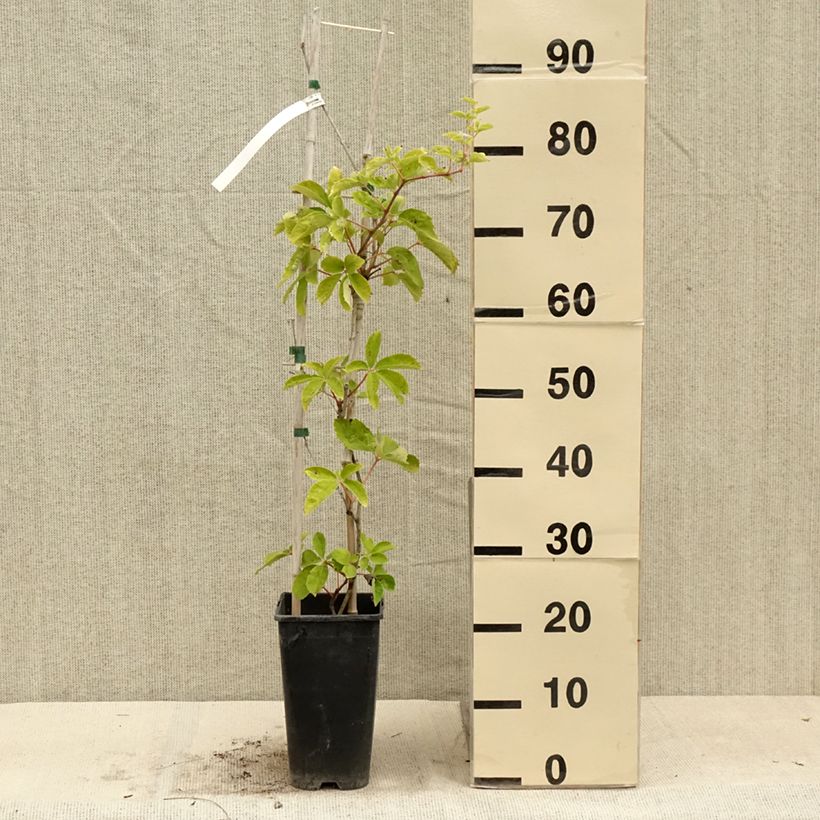 Example of Vigne vierge - Parthenocissus quinquefolia Yellow Wall Pot de 3L/4L as you get in ete