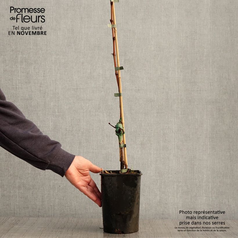Example of Vigne - Vitis Phoenix Pot de 2L/3L as you get in automne