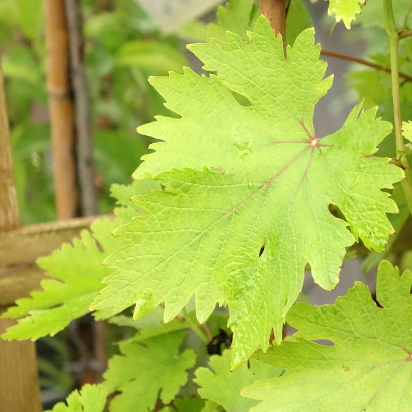 Vigne - Vitis vinifera Argentina (Foliage)
