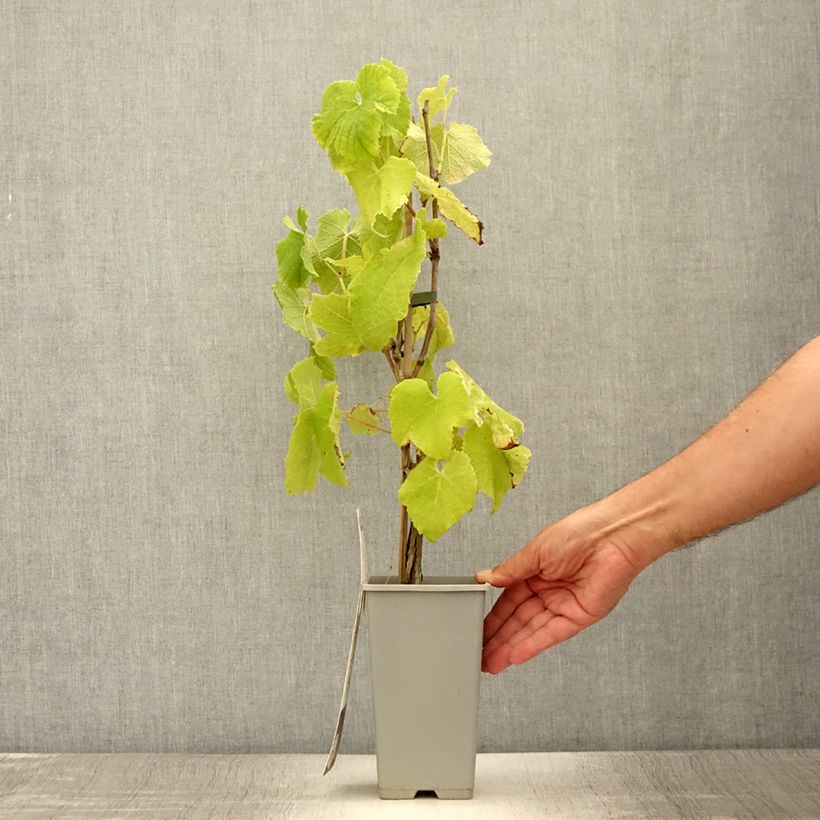 Example of Vigne - Vitis vinifera Himrod Pot de 1,5L/2L as you get in ete