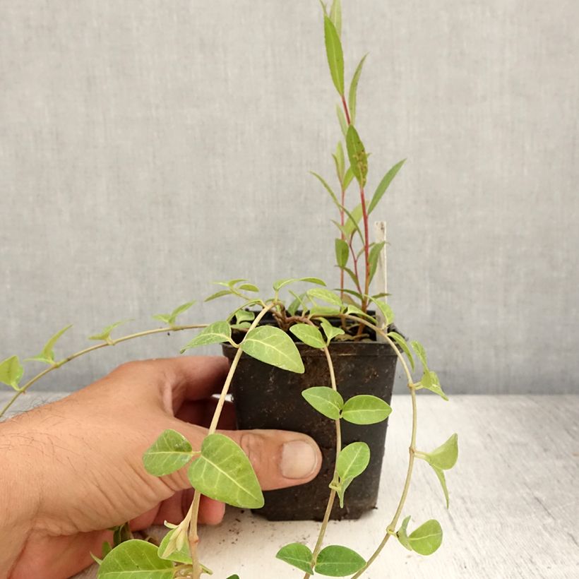 Example of Vinca minor Alba - Petite pervenche Godet de 8/9 cm as you get in ete