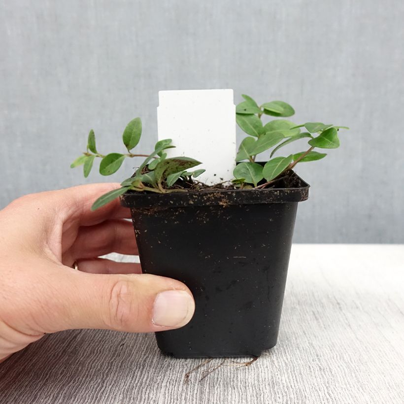 Example of Vinca minor Flower Power - Petite pervenche Godet de 8/9 cm as you get in automne