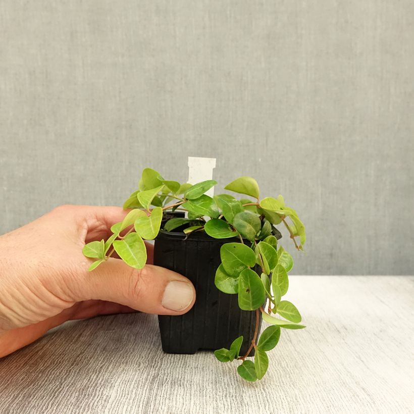 Example of Vinca minor Grüner Teppich - Petite pervenche Green Carpet Godet de 8/9 cm as you get in automne