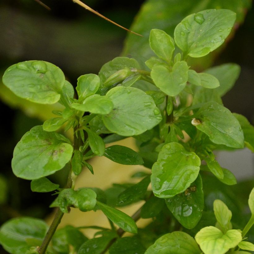 Viola cornuta Molly Sanderson - Pensée (Foliage)
