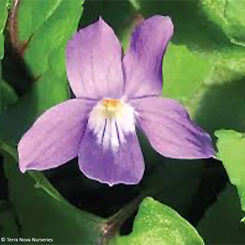 Violette vivace - Viola Heartthrob (Flowering)