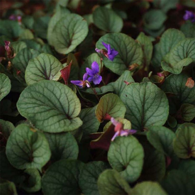 Viola walteri Silver Gem - Violette des Appalaches (Flowering)