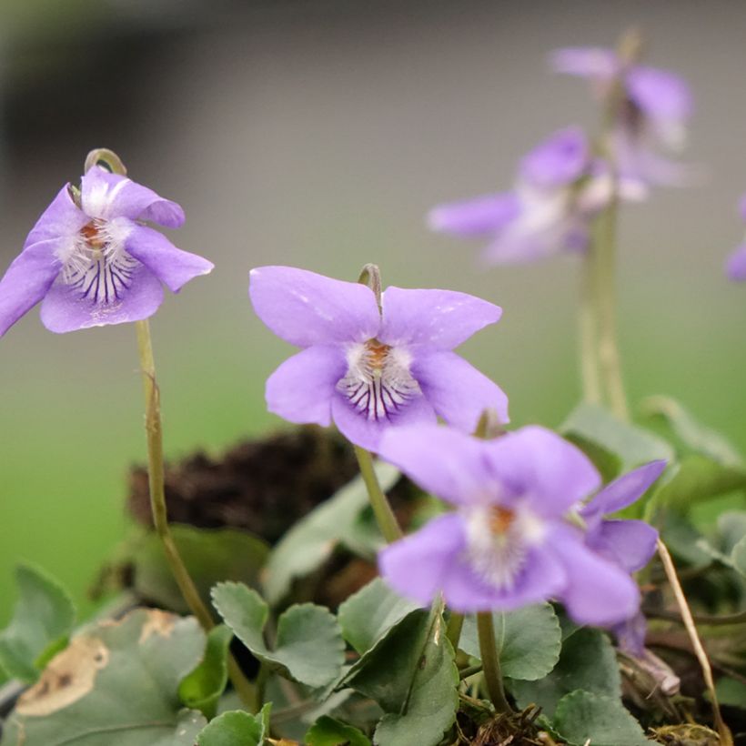 Violette des bois - Viola reichenbachiana (Flowering)