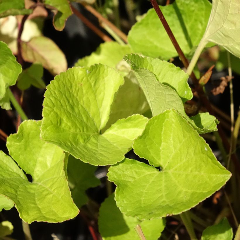 Violette odorante Mrs Pinehurst - Viola odorata (Foliage)