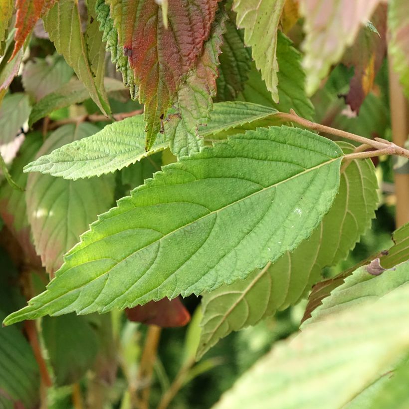 Viorne de Chine - Viburnum plicatum Cascade (Foliage)