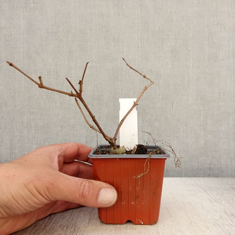 Example of Viorne de Chine - Viburnum plicatum Mariesii Godet de 8/9 cm as you get in printemps