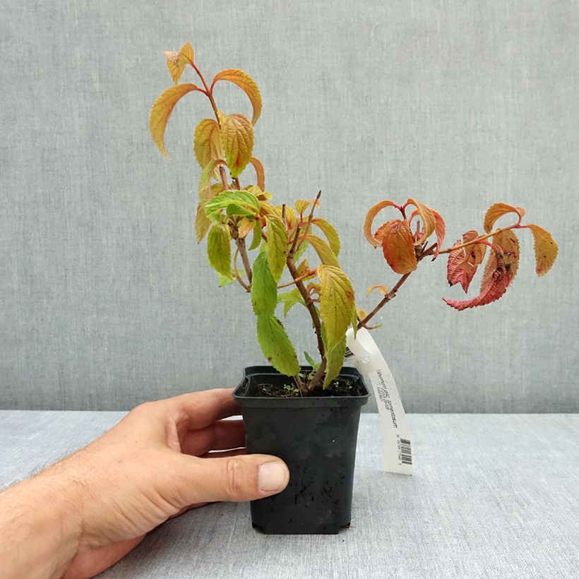 Example of Viorne de Chine - Viburnum plicatum Tomentosum Godet de 8/9 cm as you get in ete