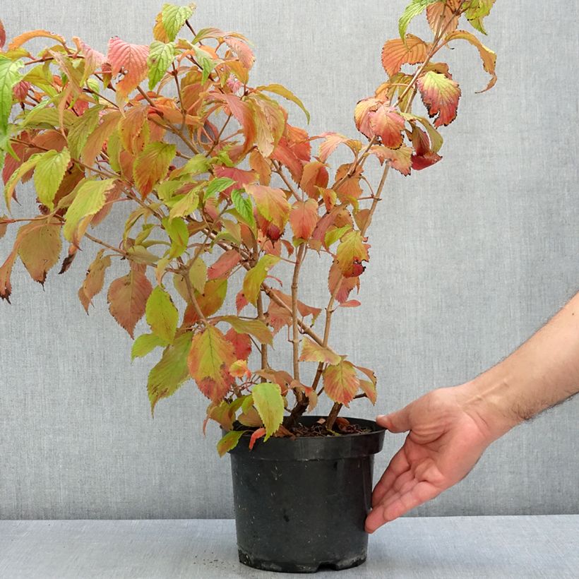 Example of Viorne de Chine - Viburnum plicatum Tomentosum Pot de 2L/3L as you get in ete