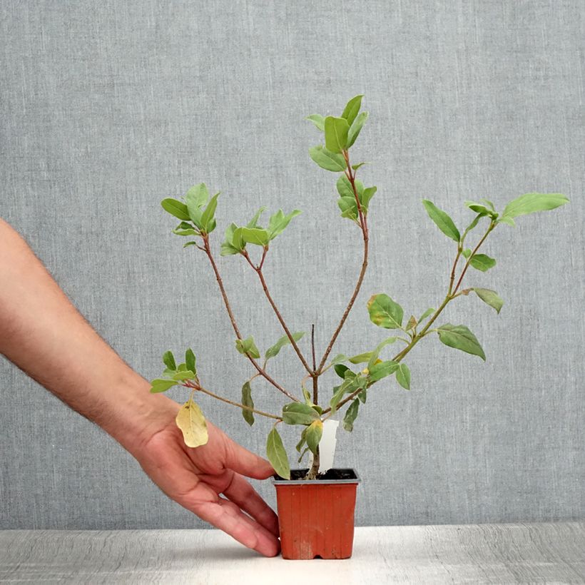 Example of Viorne, Laurier tin - Viburnum tinus Gwenlian Godet de 8/9 cm as you get in ete