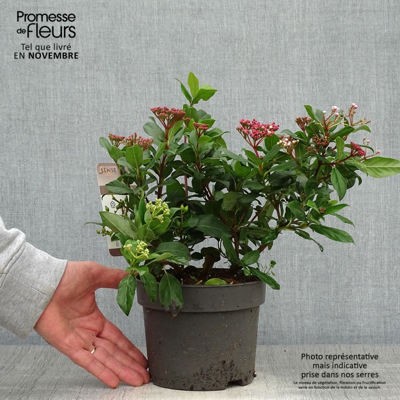 Example of Viorne, Laurier tin - Viburnum tinus Gwenlian Pot de 2L/3L as you get in automne
