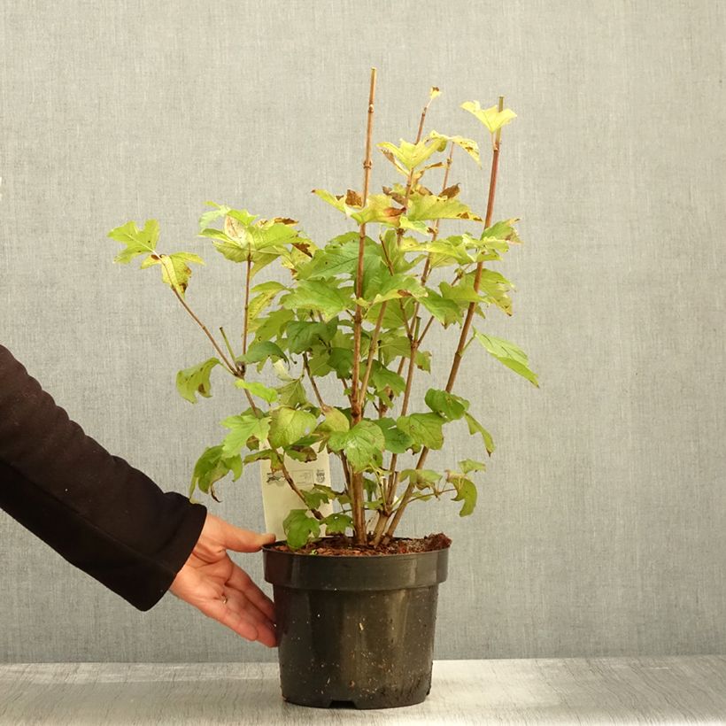 Example of Viorne obier, Boule de neige - Viburnum opulus Park Harvest Pot de 2L/3L as you get in automne