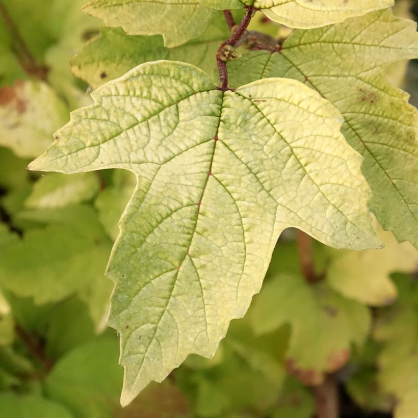 Viorne obier - Viburnum opulus Oh Canada (Foliage)