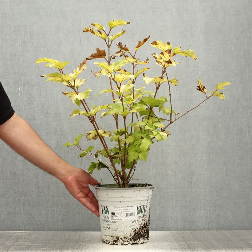 Example of Viorne obier - Viburnum opulus Oh Canada Pot de 4L/5L as you get in ete