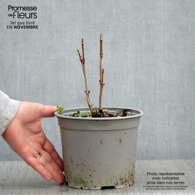 Example of Viorne trilobée - Viburnum trilobum Spring Red Compact Pot de 3L/4L as you get in automne