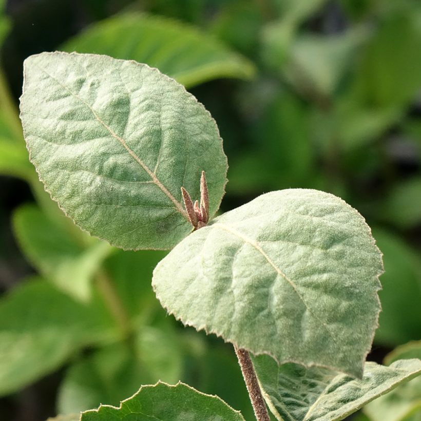 Viorne - Viburnum carlesii Aurora (Foliage)