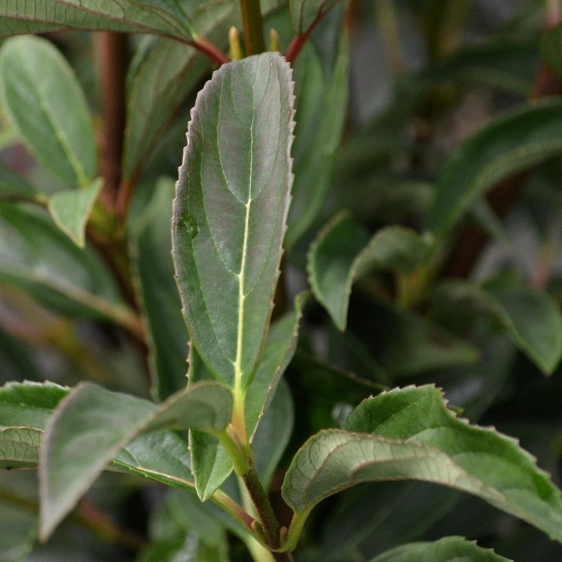 Viorne - Viburnum hillieri Winton (Foliage)