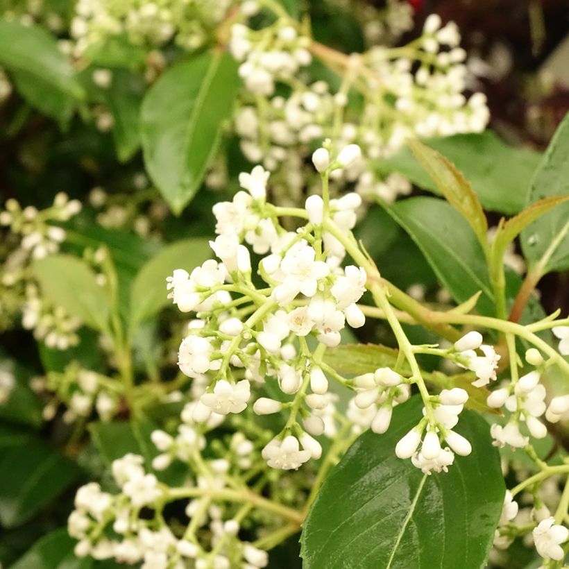 Viorne - Viburnum hillieri Winton (Flowering)