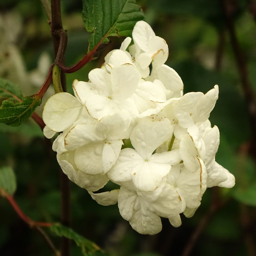 Viorne - Viburnum plicatum Grandiflorum (Flowering)