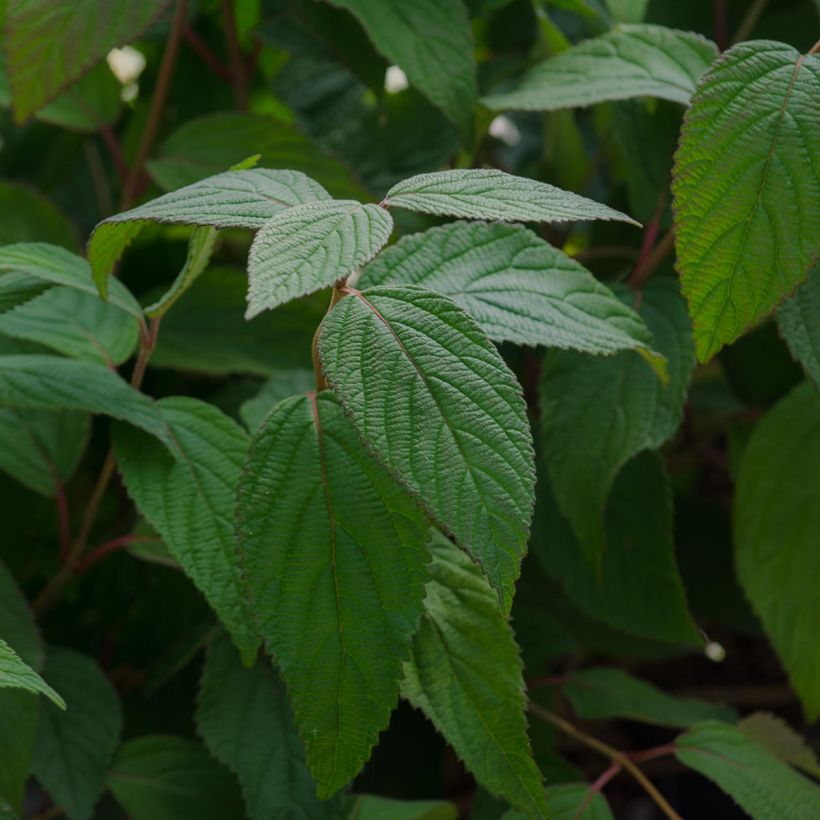 Viorne - Viburnum plicatum Lanarth (Foliage)