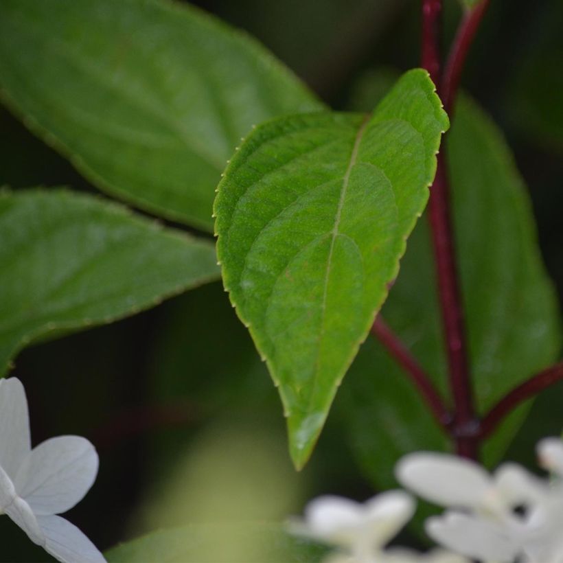 Viorne de Chine - Viburnum plicatum Mariesii Great Star (Foliage)