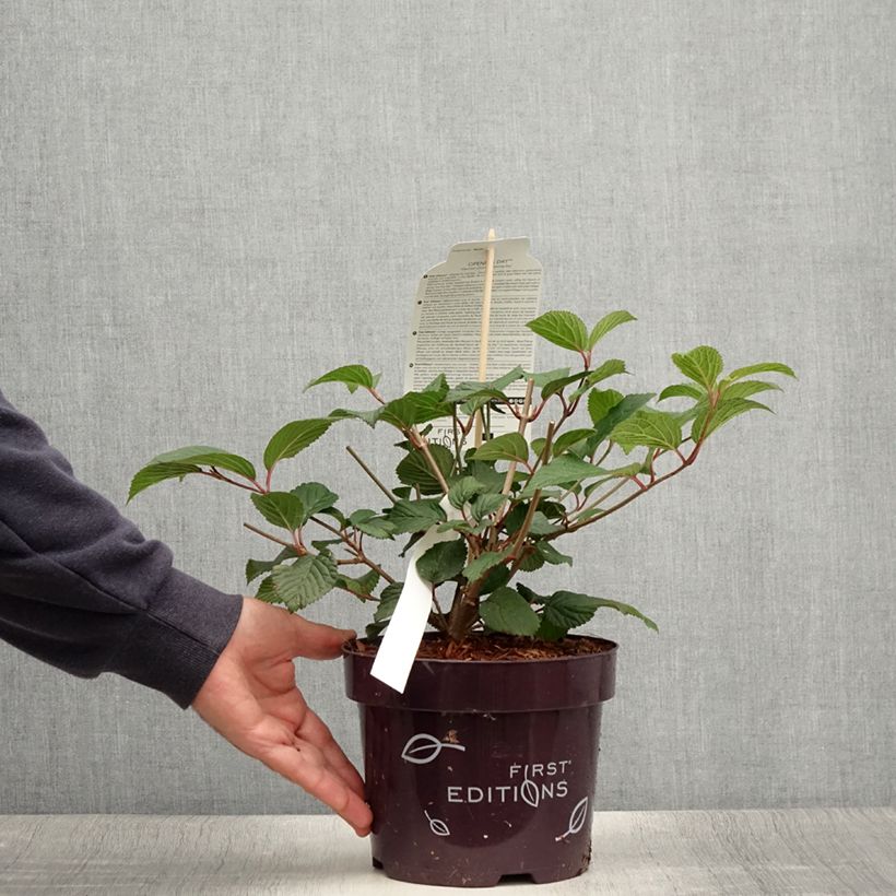 Example of Viorne - Viburnum plicatum Opening Day Pot de 1,5L/2L as you get in ete