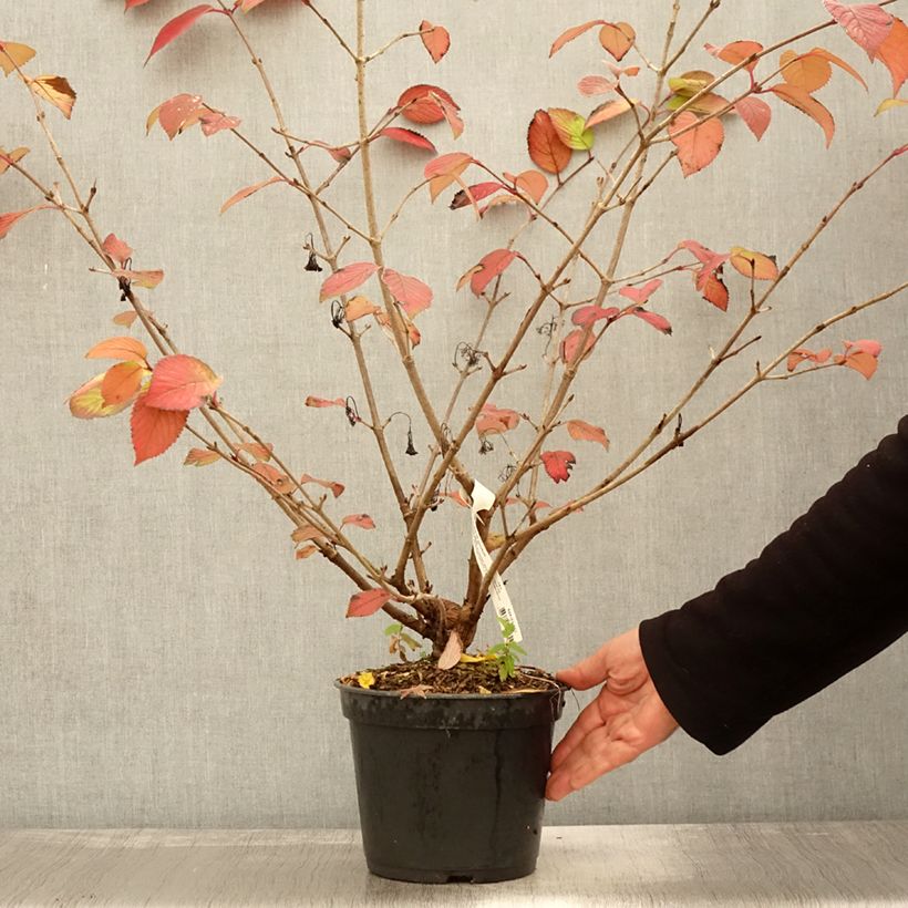 Example of Viorne - Viburnum plicatum Opening Day Pot de 3L/4L as you get in automne