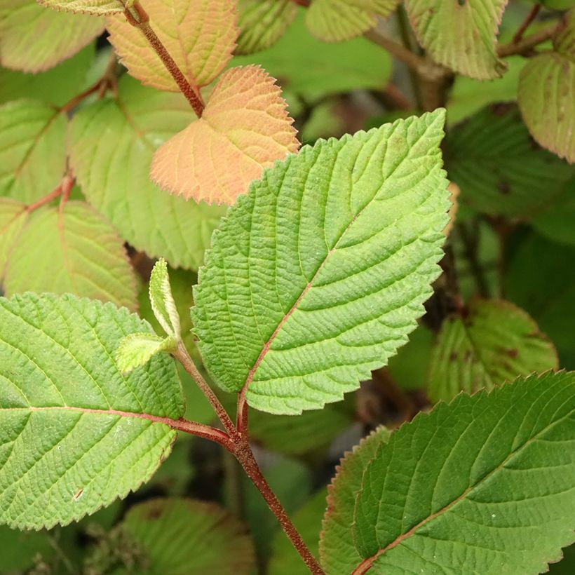 Viorne - Viburnum plicatum Opening Day (Foliage)