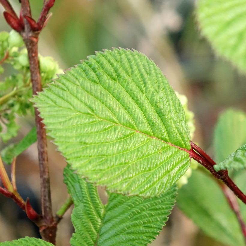 Viorne - Viburnum plicatum Rotundifolium (Foliage)