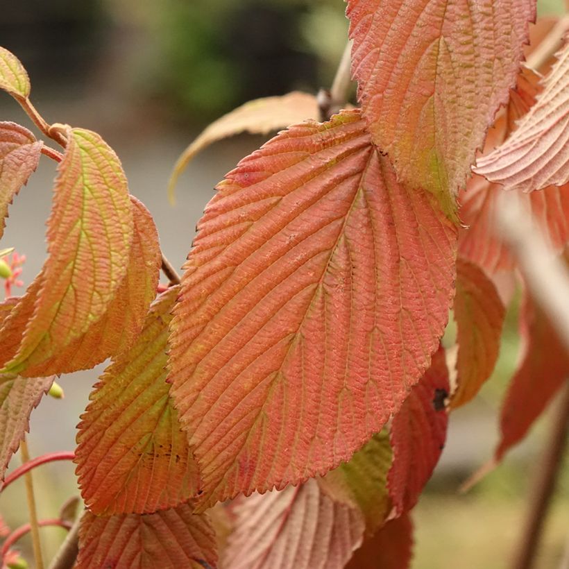 Viorne - Viburnum plicatum Summer Snow Flake (Foliage)