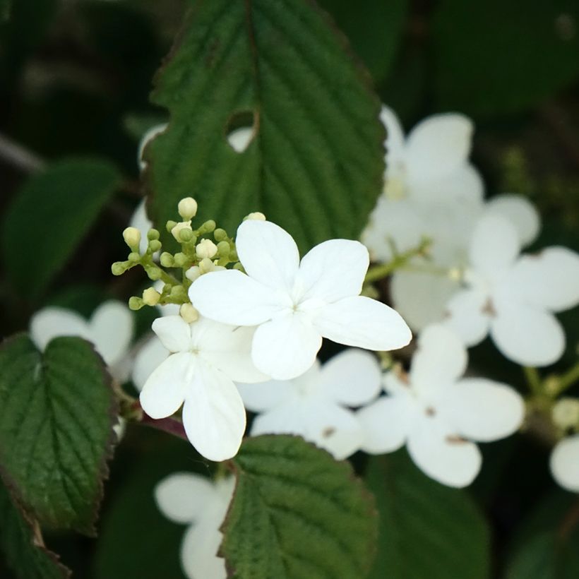 Viorne - Viburnum plicatum Summer Snow Flake (Flowering)