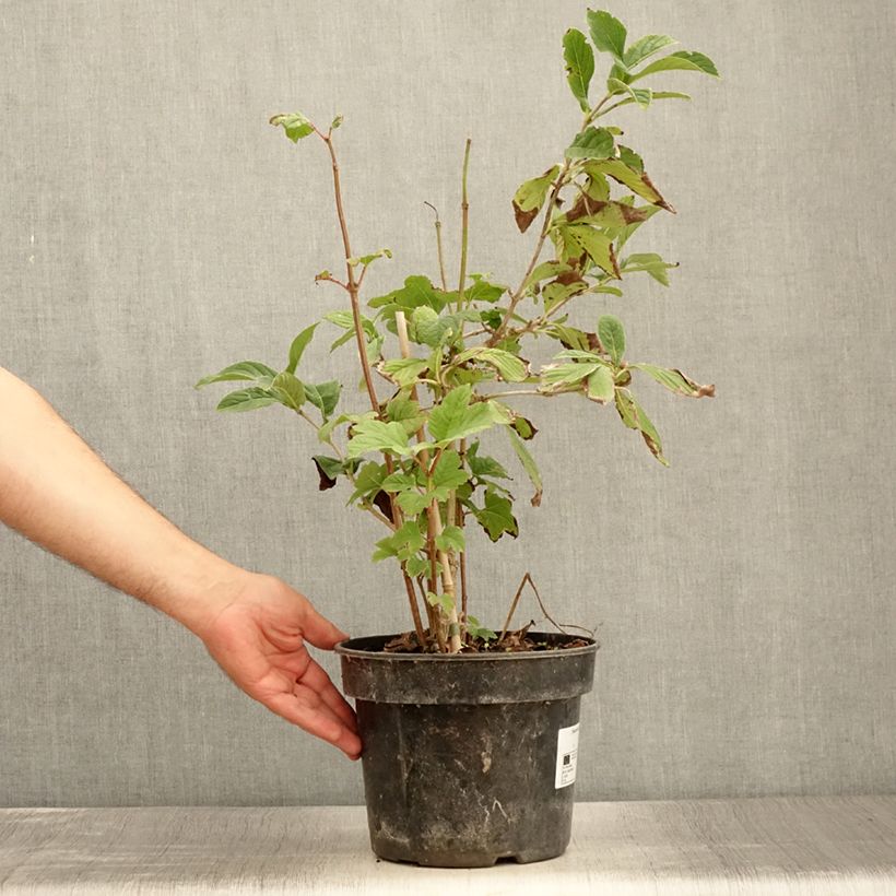 Example of Viorne - Viburnum sieboldii Seneca Pot de 4L/5L as you get in ete
