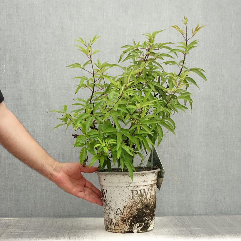 Example of Vitex agnus-castus Blue Didley® - Gattilier Pot de 3L/4L as you get in ete