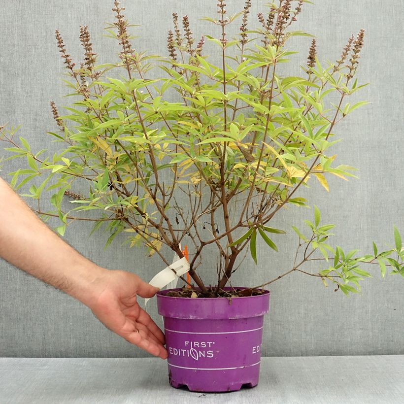 Example of Vitex agnus-castus Galactic Pink - Gattilier Pot de 3L/4L as you get in ete